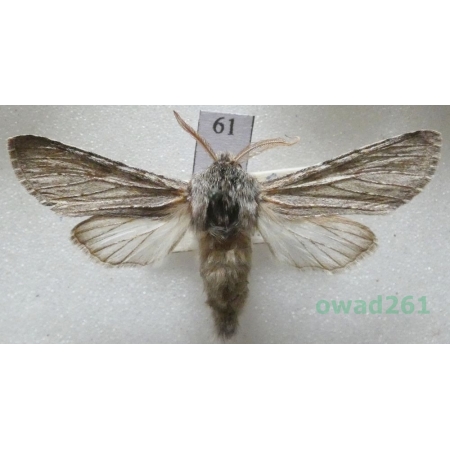 Dicranura ulmi (Denis & Schiffermüller, 1775) male Slovakia61